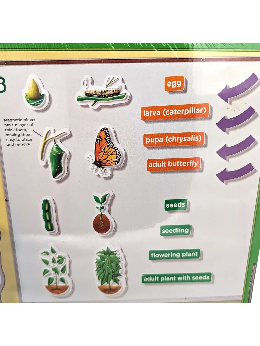 Educational Insights bring science